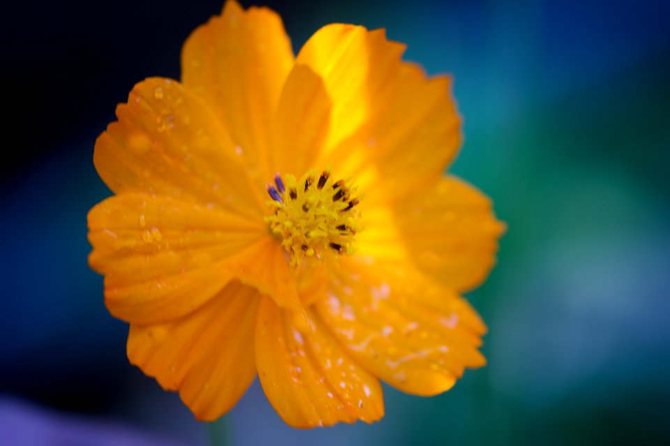 ORANGE FLOWER and raindrops.