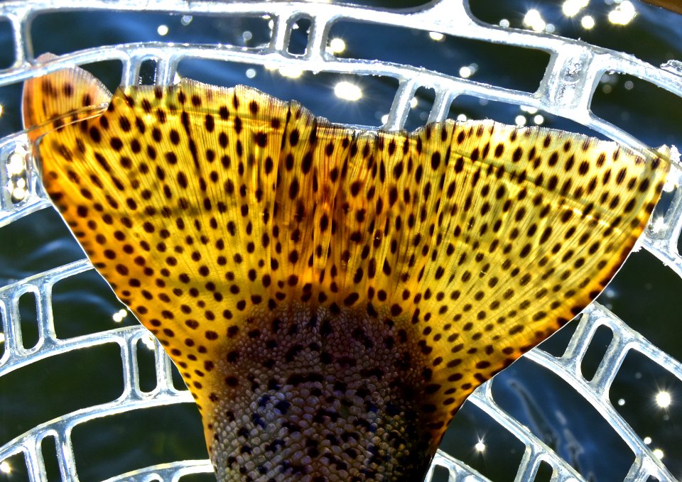 Rainbow trout tail