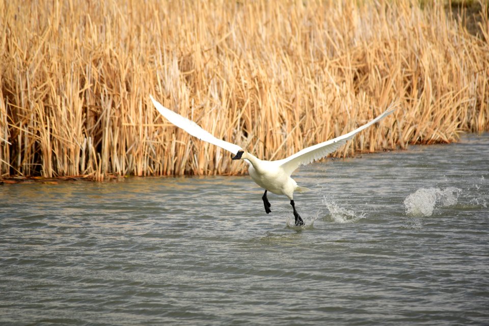 Trumpeter Swan at Seedskadee National Wildlife Refuge