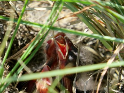 Lark Bunting nestlings at Schriever Air Force Base, Colorado Springs, Colorado. Photo credit: Clark Jones / USFWS