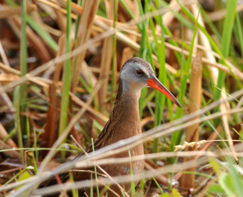 Virginia Rail, Scott Somershoe