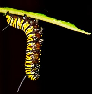 Monarch Caterpillar on Milkweed Plant.