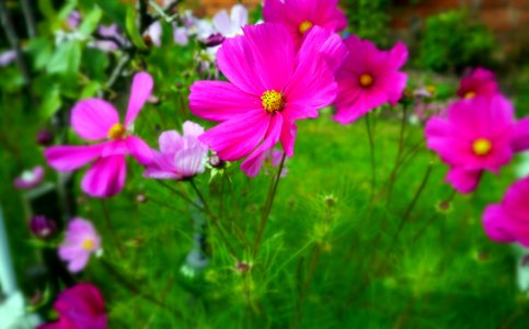 lovely pink flowers photo