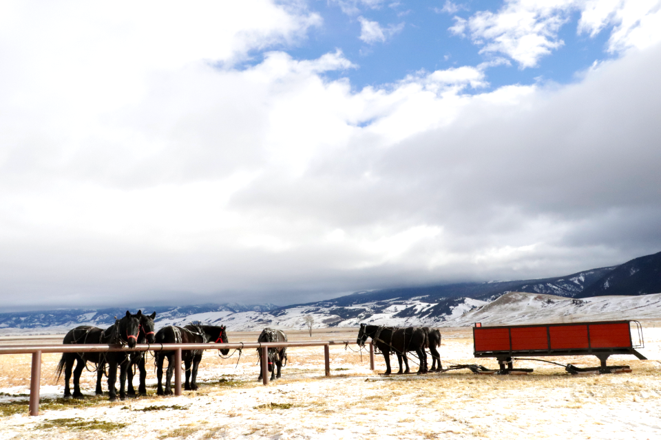 Sleigh Rides on the National Elk Refuge