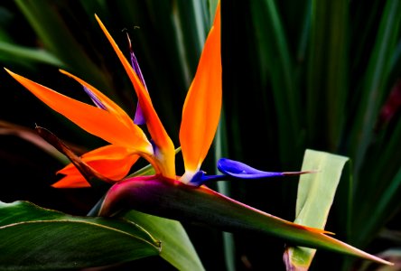 Miniature birds of paradise in Marco Island ,fl. photo