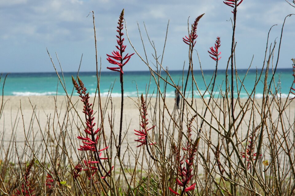 Nature sand beach sea