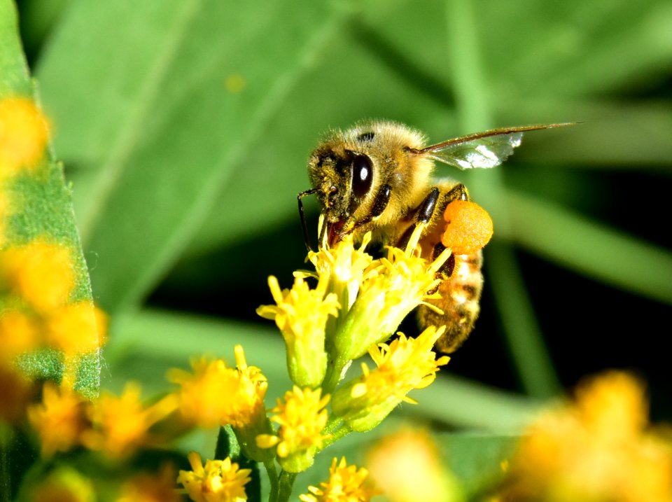 Honey bee along Bear River in Wyoming