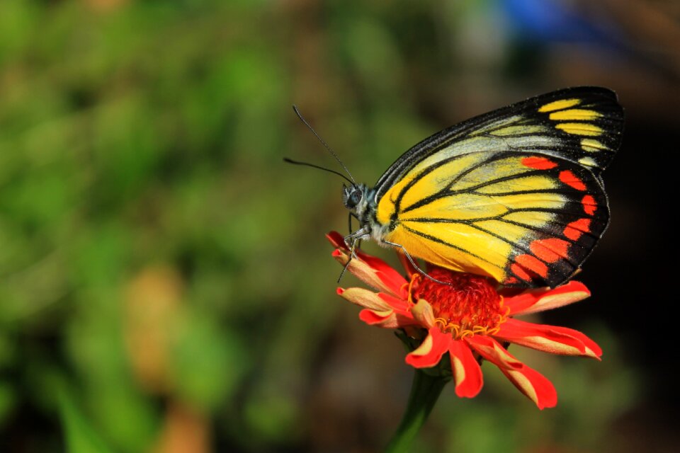Colorful insect animal