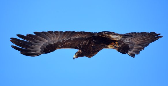 Golden eagle at Seedskadee National Wildlife Refuge