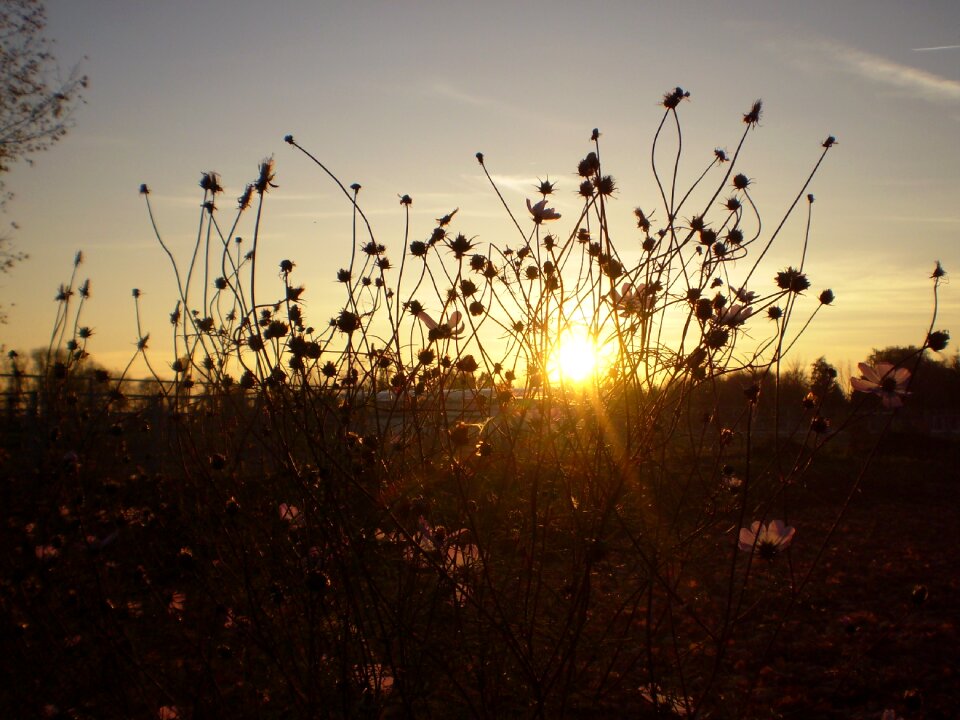 Sunset silhouette flowers sun