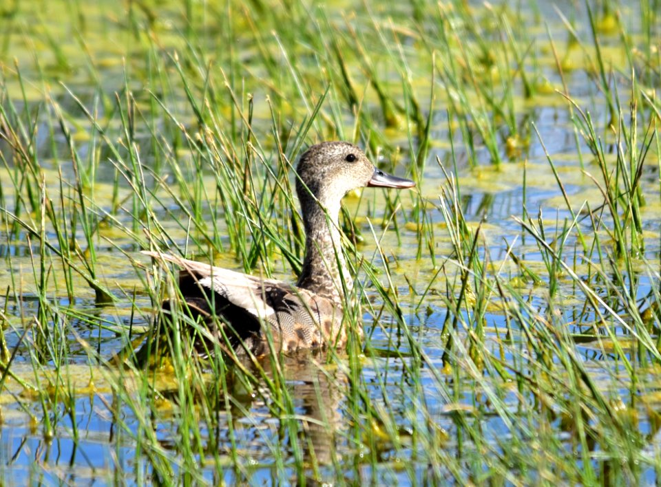 Gadwall at Arapaho National Wildlife Refuge