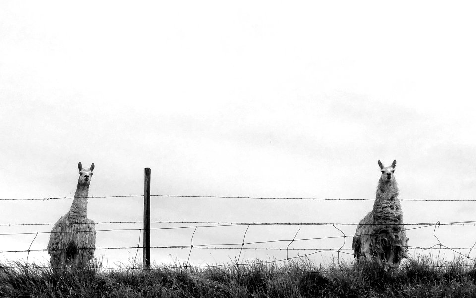 2019/365/224 Llama Duo