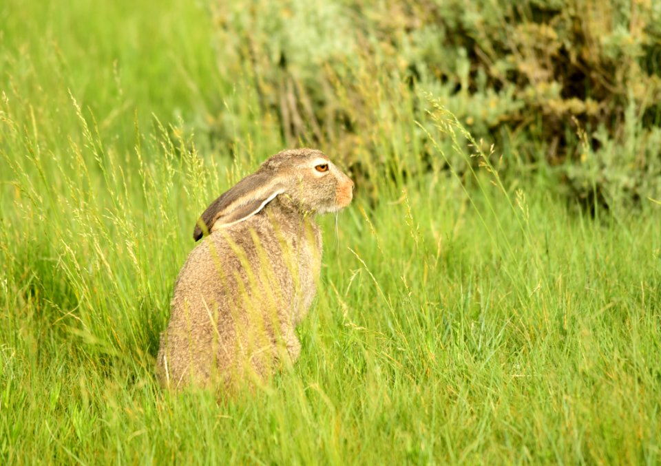 White-tailed jackrabbit at Arapaho National Wildlife Refuge
