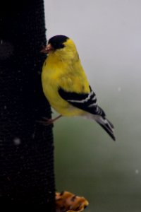 Goldfinch photo