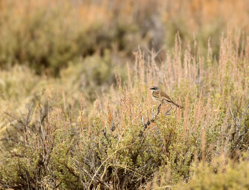 Sagebrush sparrow at Seedskadee National Wildlife Refuge