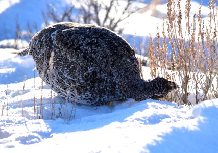 Greater sage-grouse at Seedskadee National Wildlife Refuge
