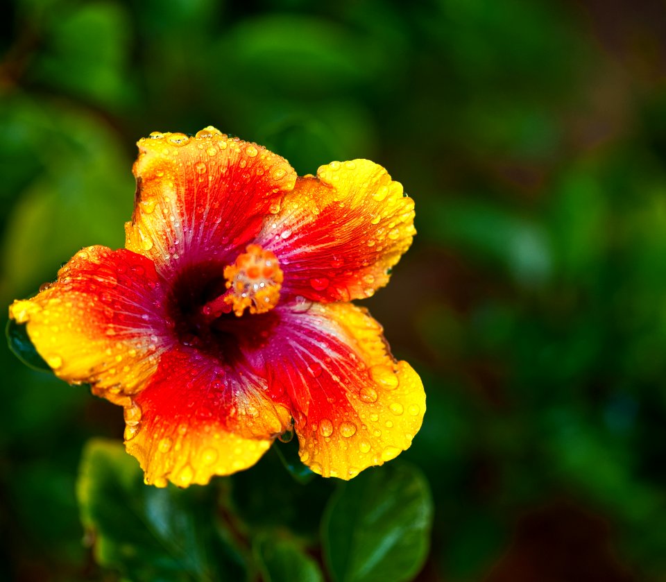 Hawaiian Hibiscus