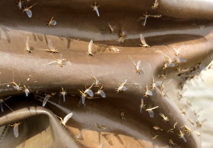 Adult Mayfly at Seedskadee National Wildlife Refuge photo