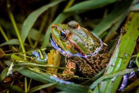 The frog prince