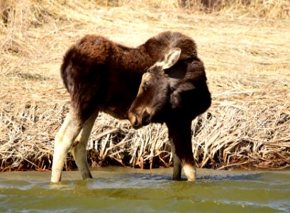 Bull moose at Seedskadee National Wildlife Refuge