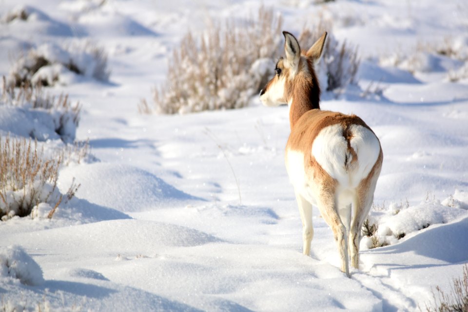 Pronghorn at Seedskadee National Wildlife Refuge