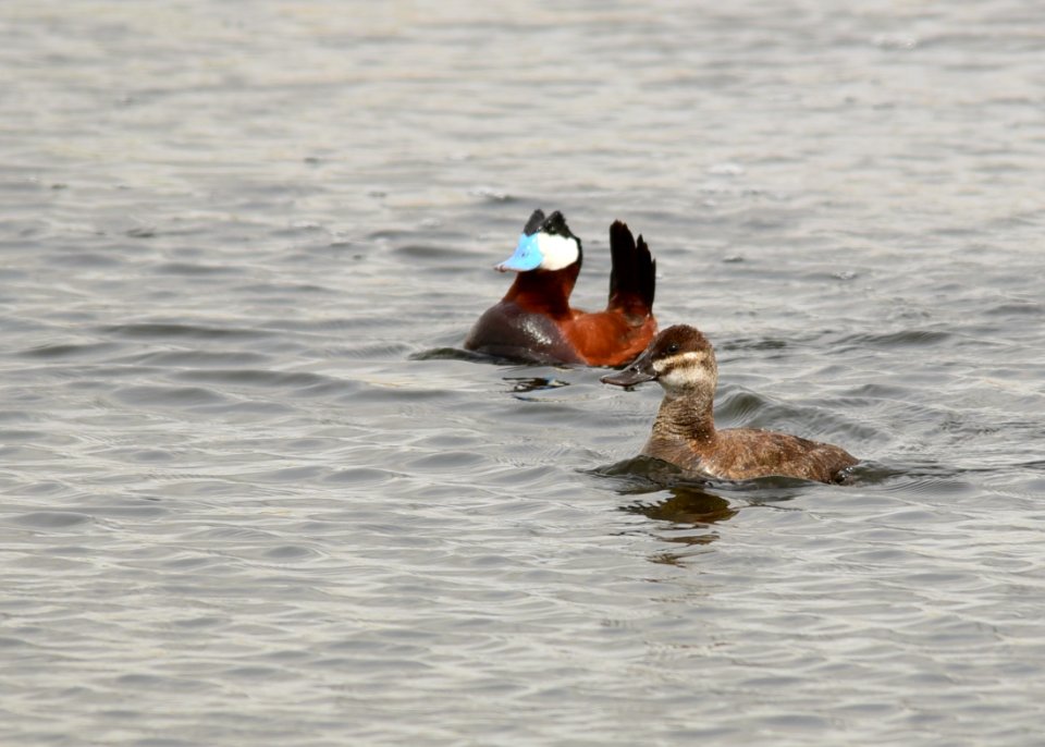 Ruddy duck at Seedskadee National Wildlife Refuge