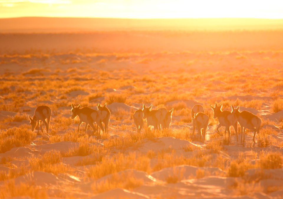 Pronghorn on Seedskadee National Wildlife Refuge