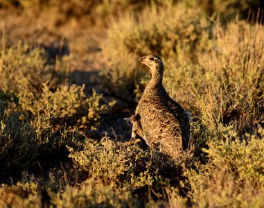Greater sage-grouse at Seedskadee National Wildlife Refuge