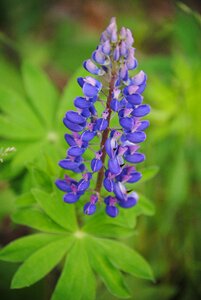 Nature purple flower plant