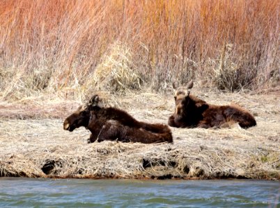 Young bull moose at Seedskadee National Wildlife Refuge