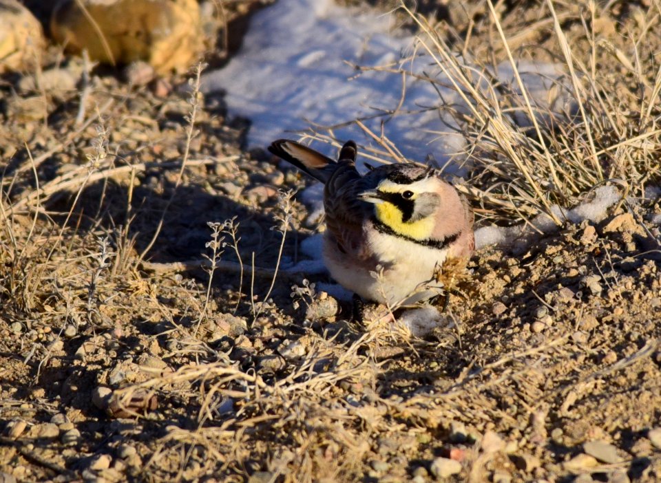Horned lark at Seedskadee National Wildlife Refuge