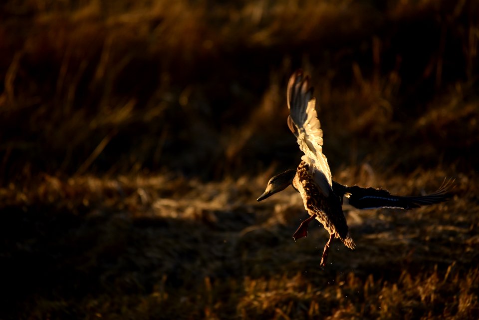Mallard on Seedskadee National Wildlife Refuge