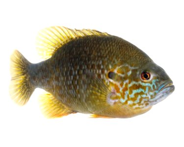 Hybrid Sunfish photo