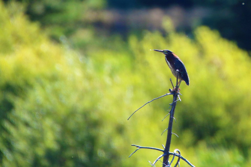 Green Heron photo