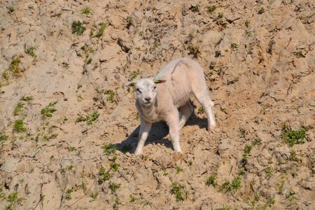 Nature animal world sand