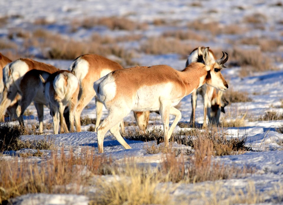Pronghorn on Seedskadee National Wildlife Refuge