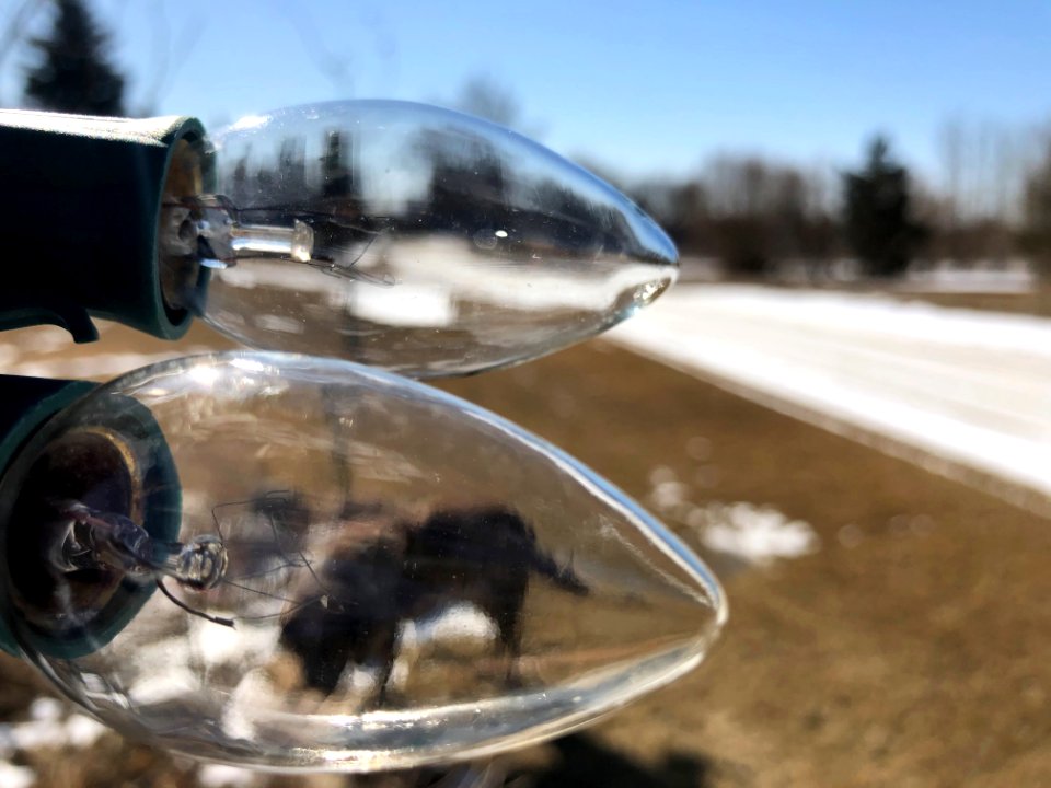 Dog Under Glass