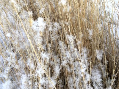 Cotton Fluff Snow