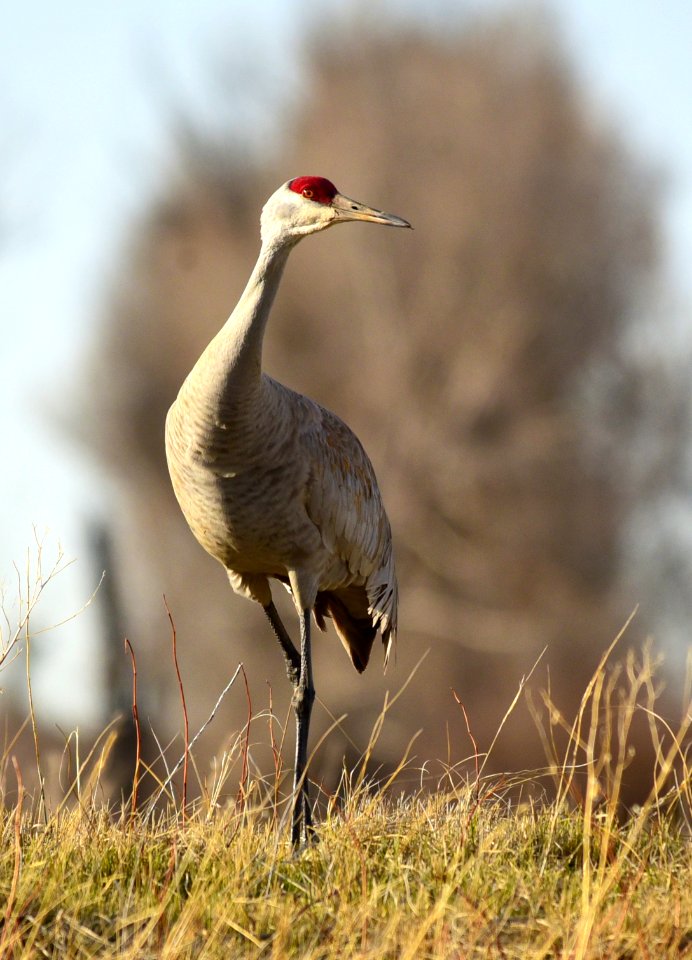 Sandhill crane on Seedskadee National Wildlife Refuge