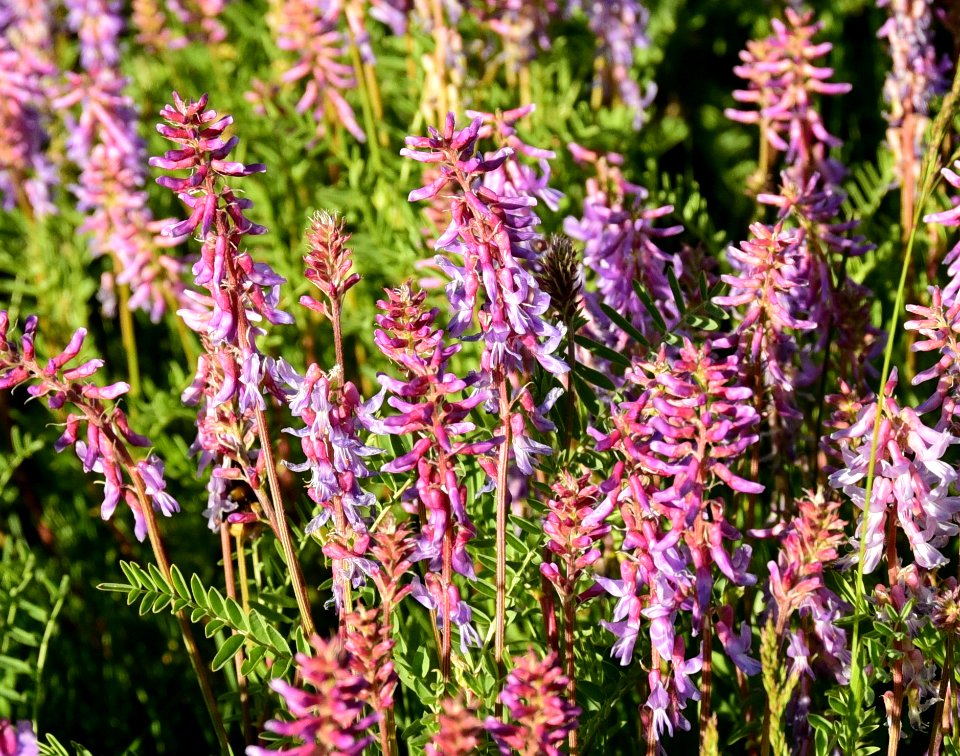 Two grooved milkvetch at Arapaho National Wildlife Refuge