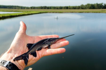 Paddlefish fingerling