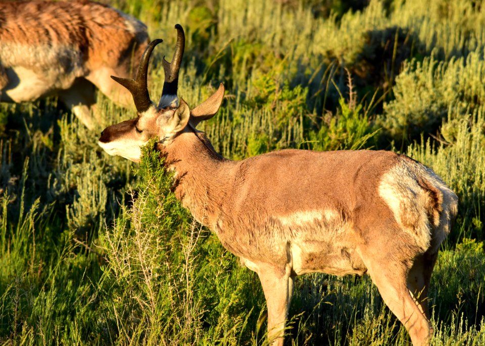 Pronghorn at Arapaho National Wildlife Refuge