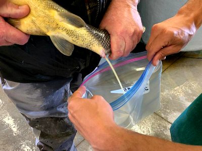 Spawning a razorback sucker at Ouray National Fish Hatchery - Grand Valley Unit photo