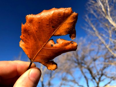 One Small Leaf Noticed