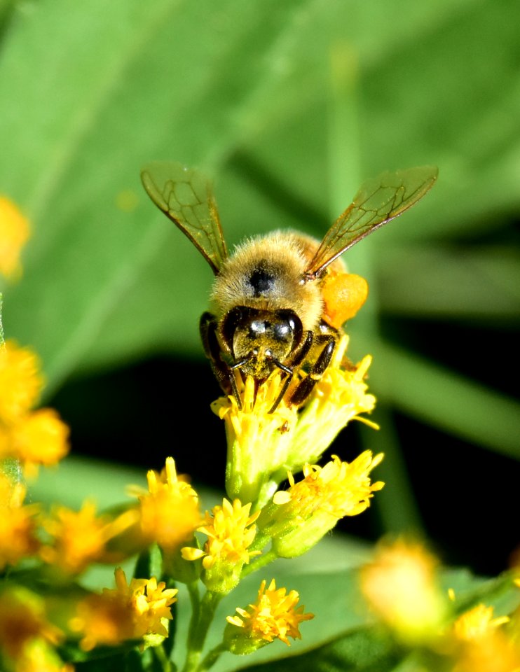 Honey bee along Bear River in Wyoming