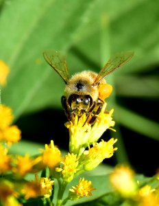 Honey bee along Bear River in Wyoming photo