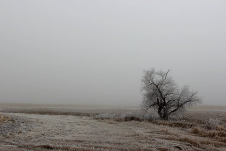 Background Obscured by Fog photo