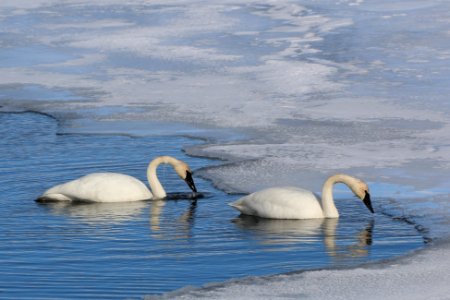 Trumpeter Swans photo