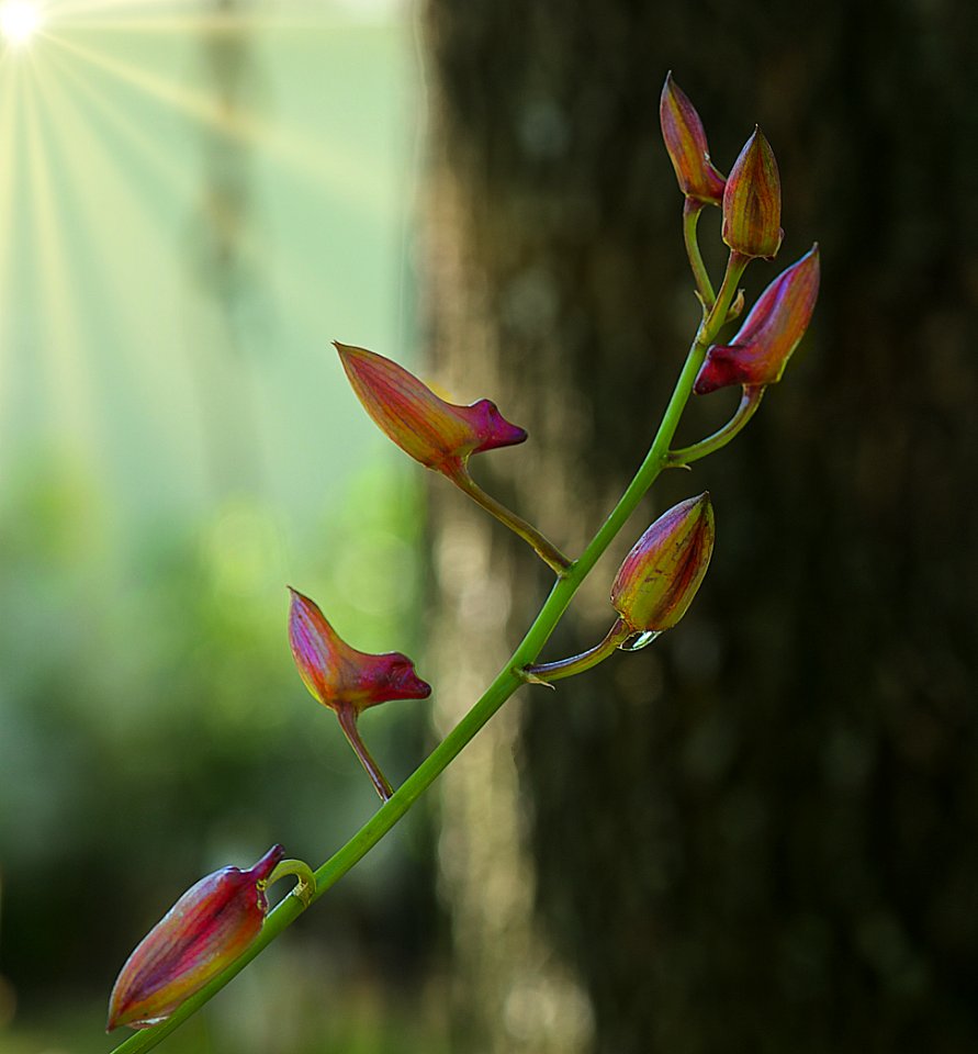 Before the bloom.