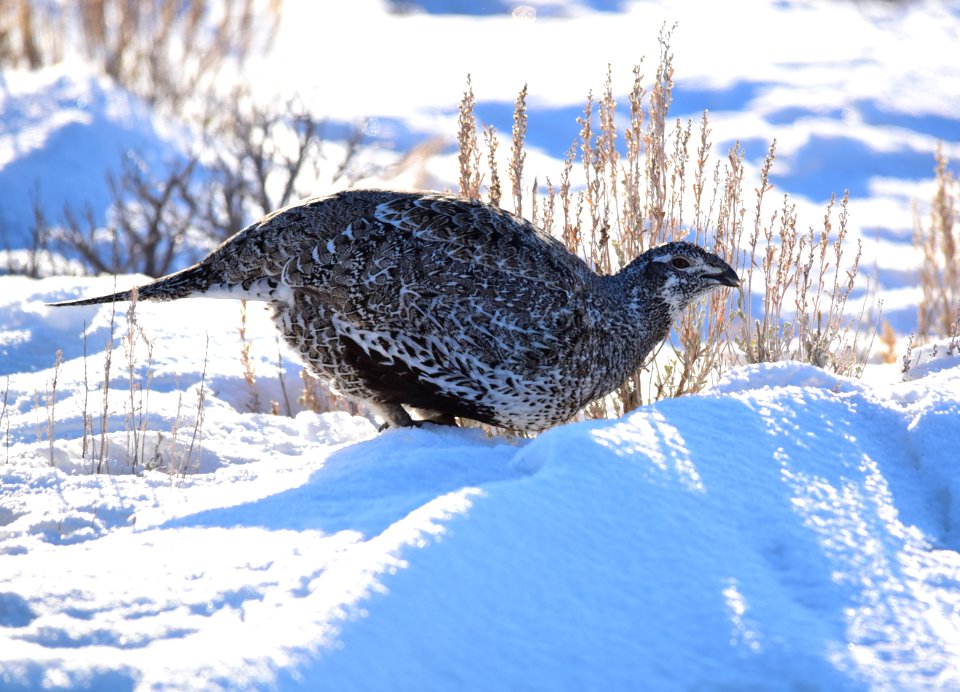Greater sage-grouse at Seedskadee National Wildlife Refuge